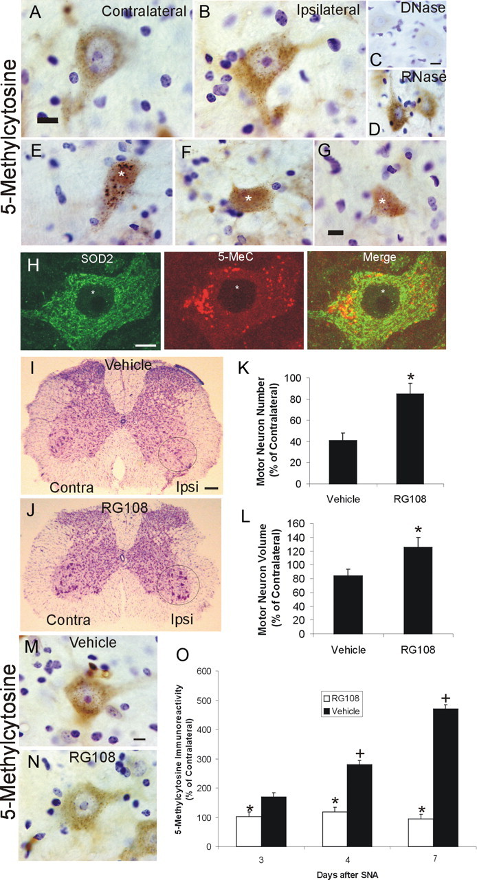 Figure 10.