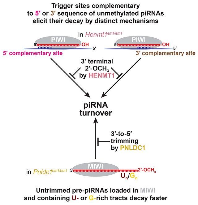 graphic file with name nihms-1741869-f0008.jpg