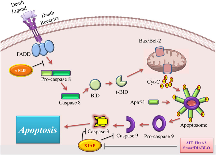 FIGURE 1