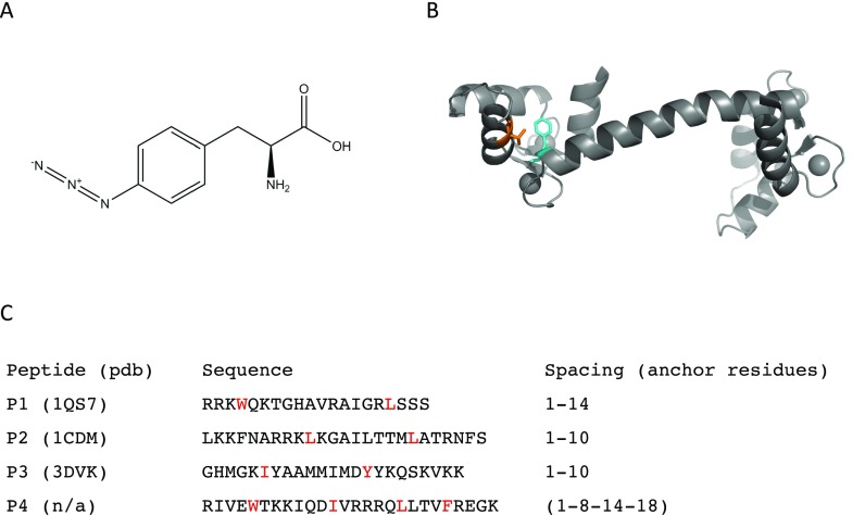 FIG. 2.