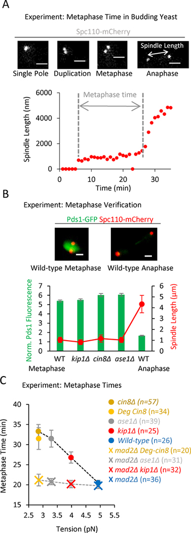 Figure 3: