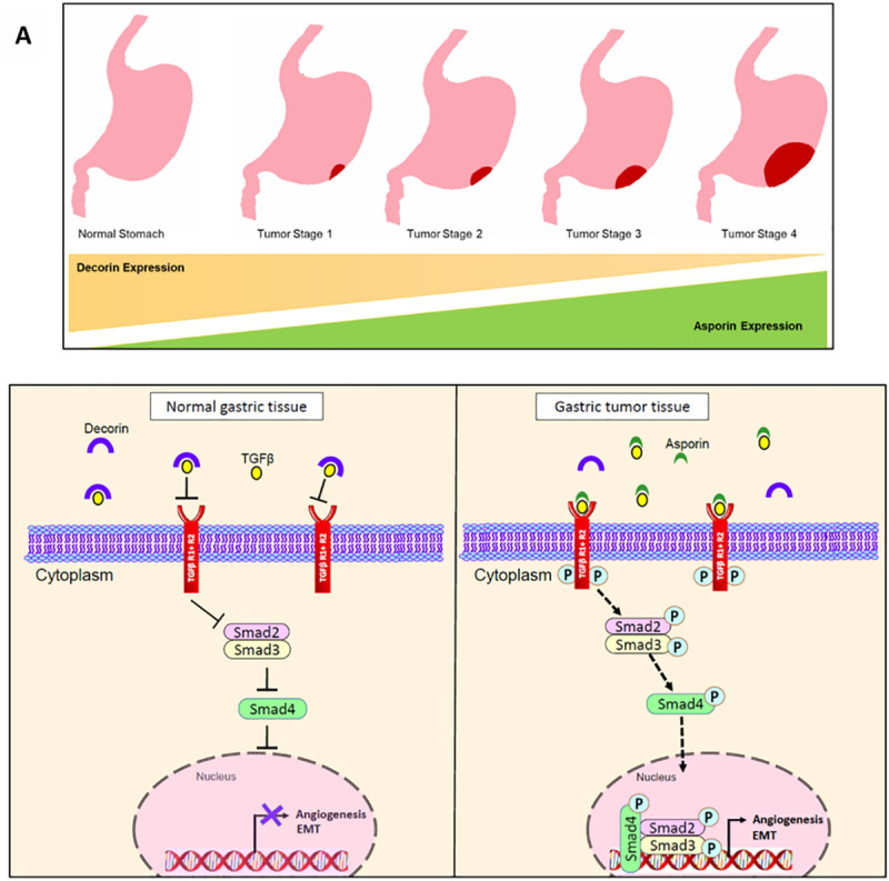 Fig 7