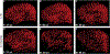 FIGURE 2 |