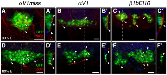 Fig. 6.