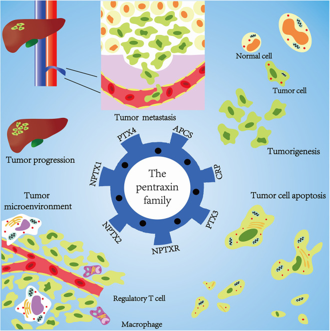 The Basic Characteristics of the Pentraxin Family and Their Functions ...