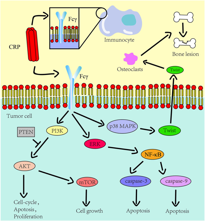 The Basic Characteristics of the Pentraxin Family and Their Functions ...