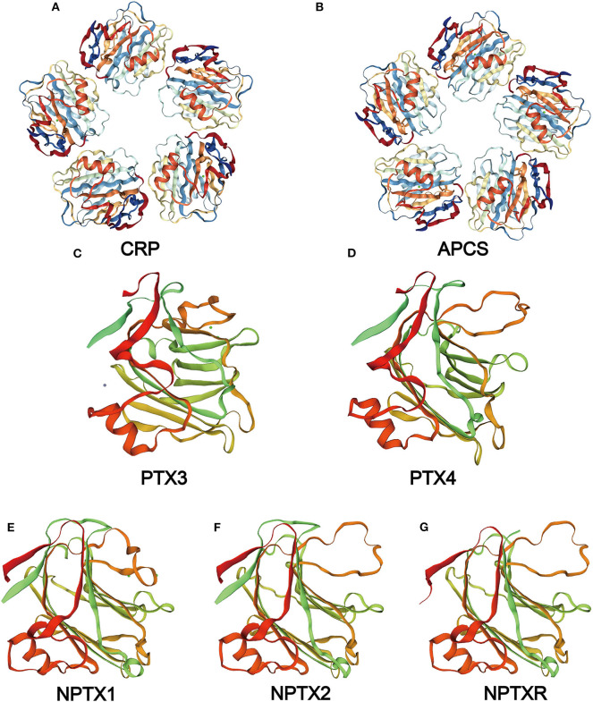 The Basic Characteristics of the Pentraxin Family and Their Functions ...