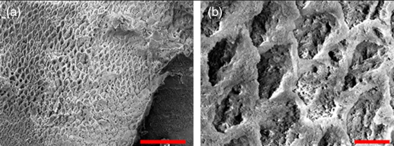 Fig. 11