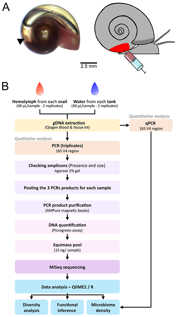 Fig. 1 –