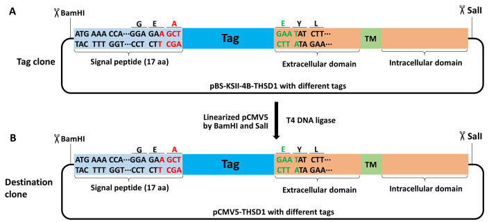 Figure 7.