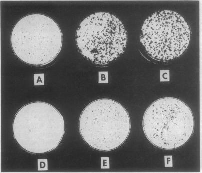 graphic file with name pnas00103-0207-a.jpg