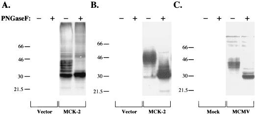 FIG. 7