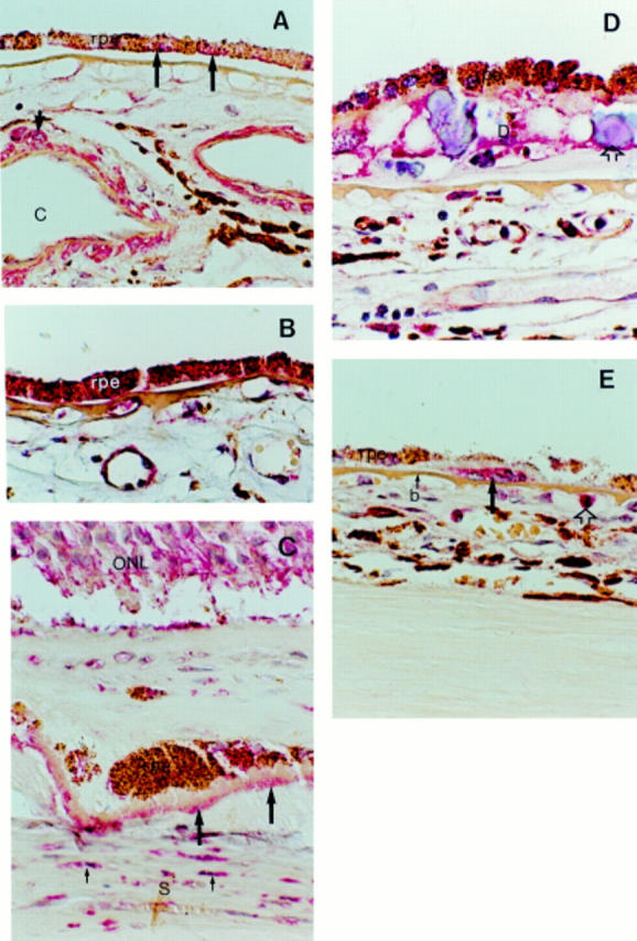 Figure 1  