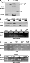 FIGURE 5: