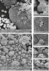 Fig. 5