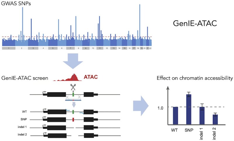 Graphical Abstract