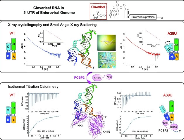 Graphical Abstract