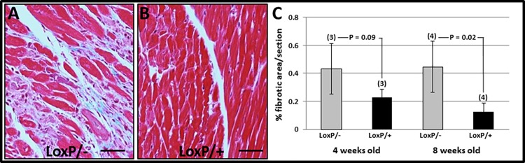 Fig 5