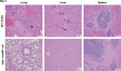 FIG 8