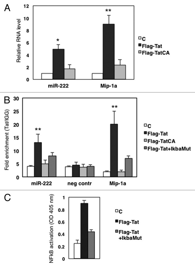 graphic file with name rna-11-334-g2.jpg