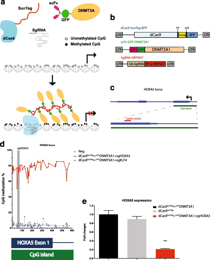 DNA epigenome editing using CRISPR-Cas SunTag-directed DNMT3A - PMC