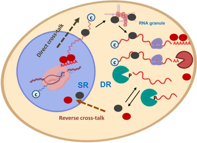 FIGURE 4.