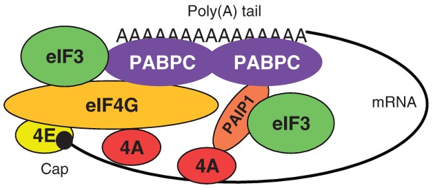 FIGURE 2