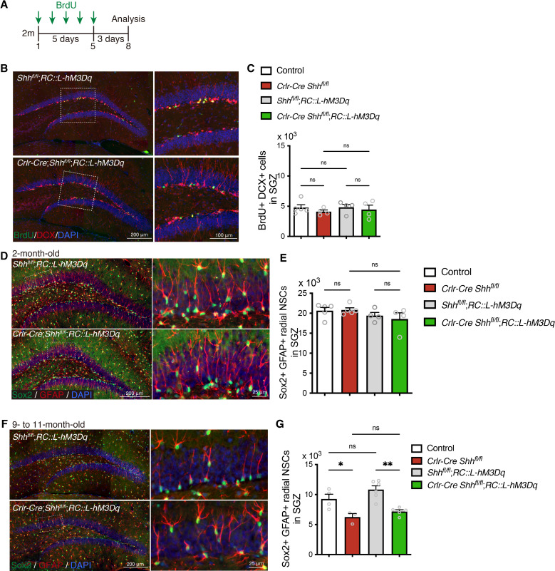 Figure 6—figure supplement 1.