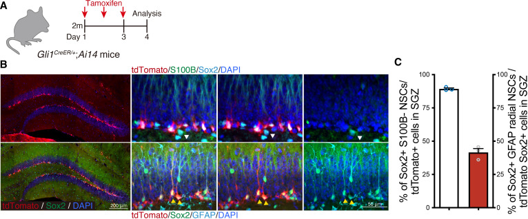 Figure 1—figure supplement 1.