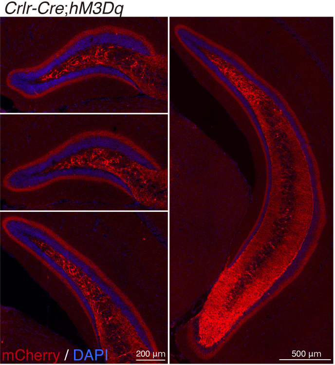 Figure 4—figure supplement 1.