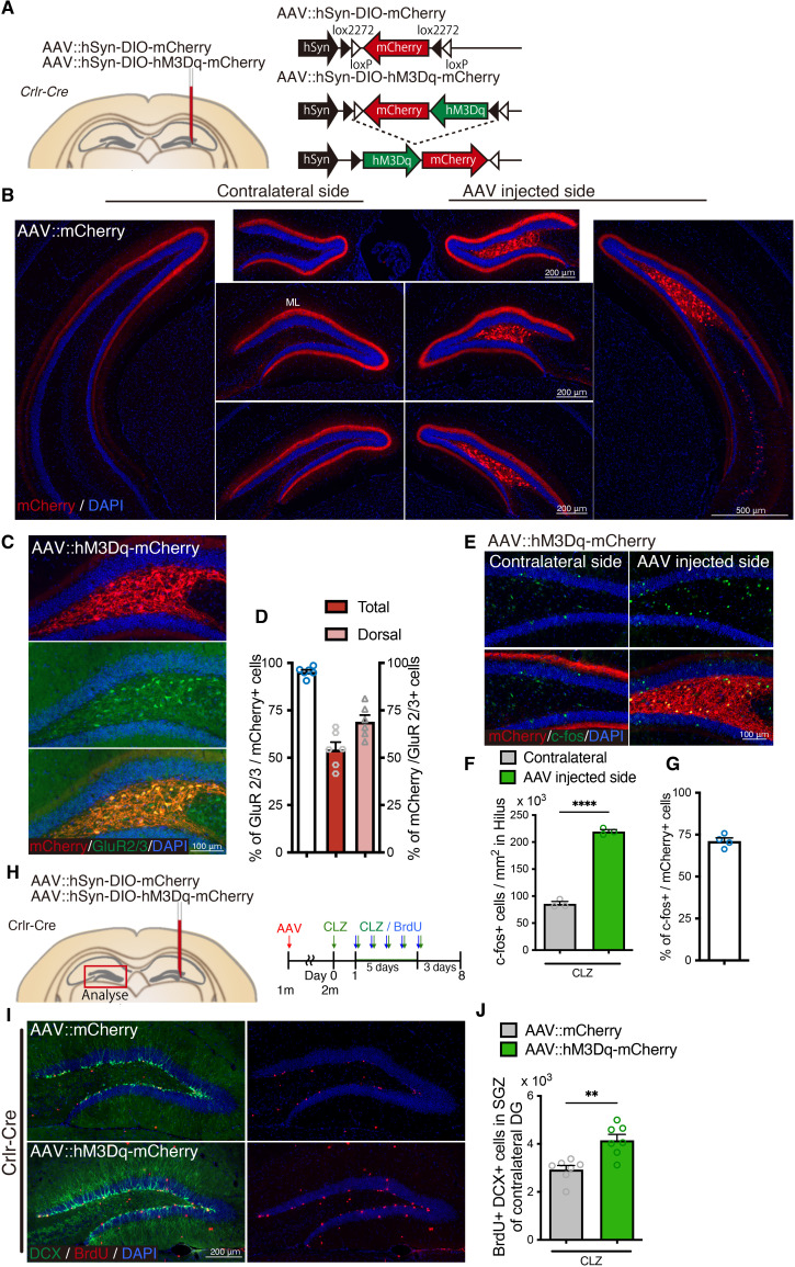 Figure 4—figure supplement 2.