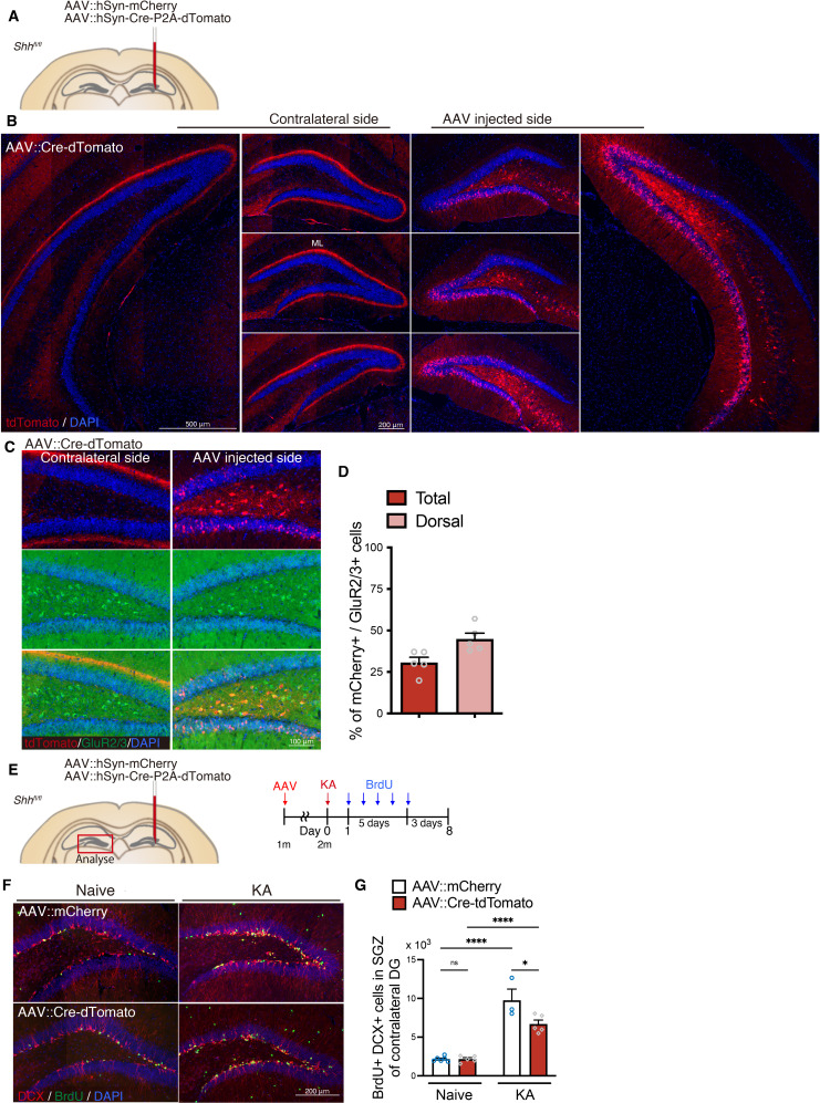 Figure 4—figure supplement 3.