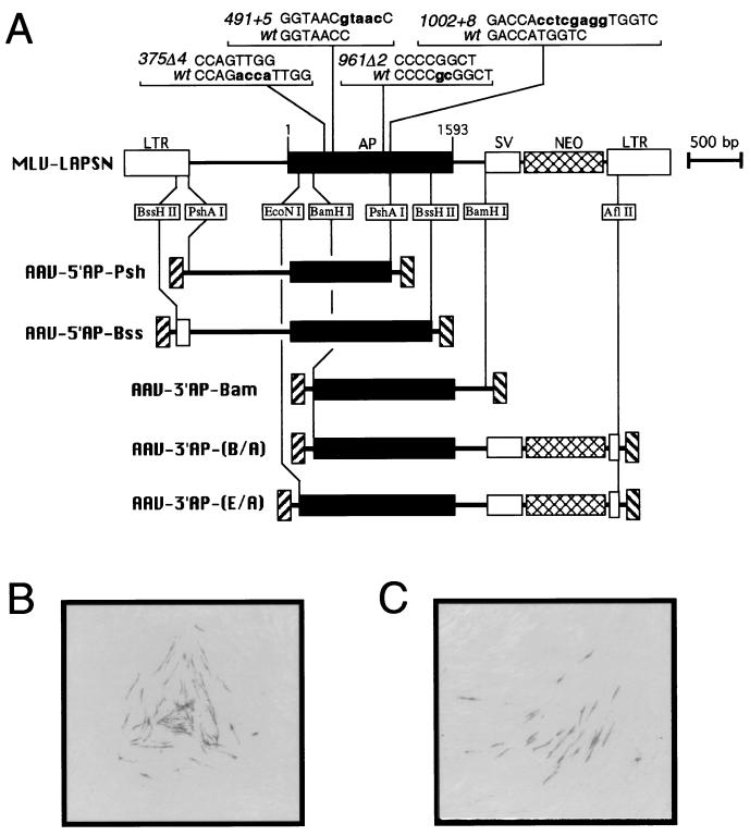 FIG. 1