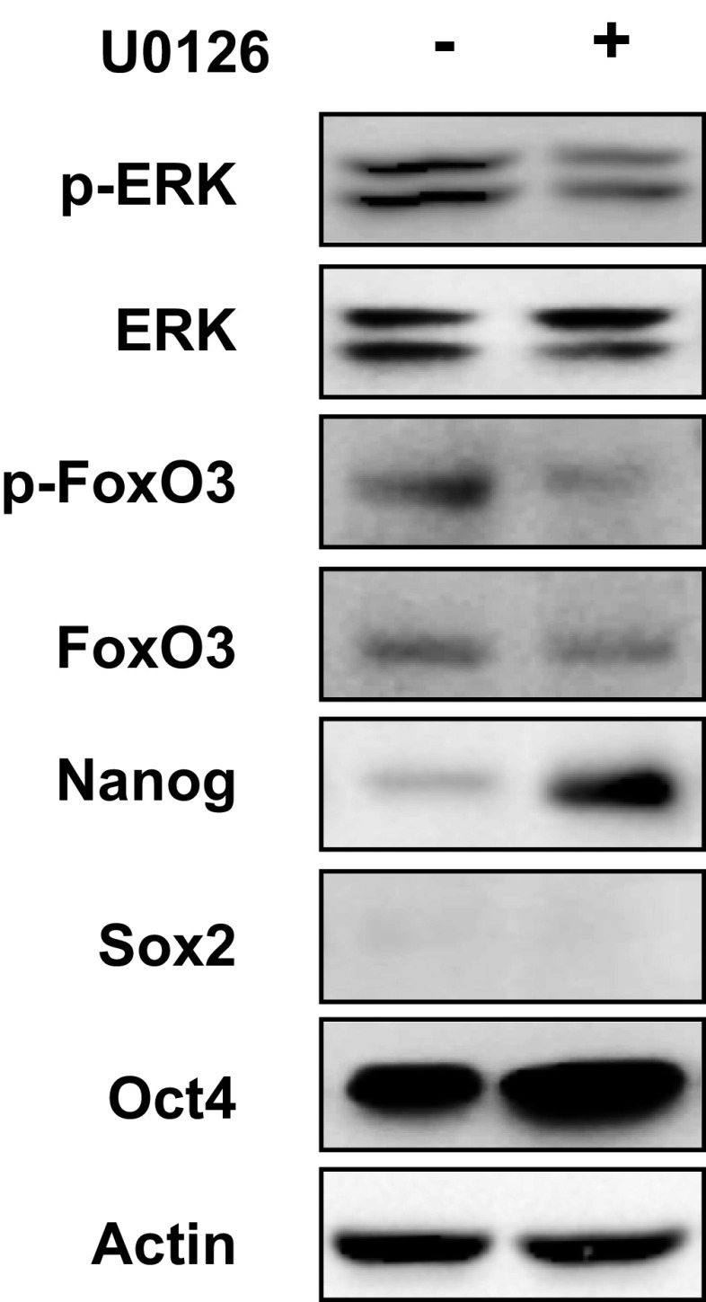 Fig. S6.