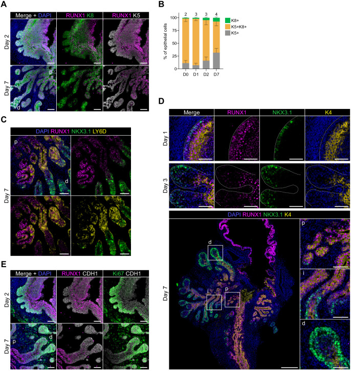 Figure 5—figure supplement 2.