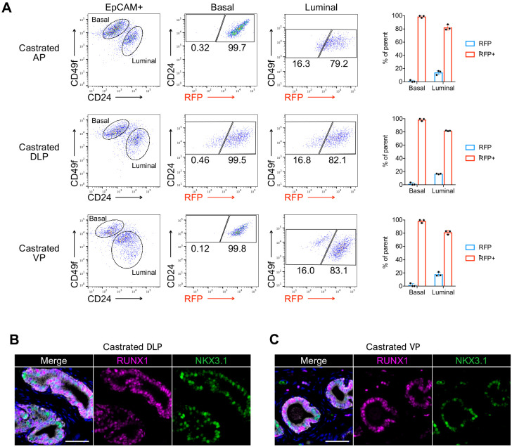 Figure 2—figure supplement 1.