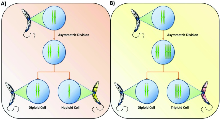 Fig. (1)