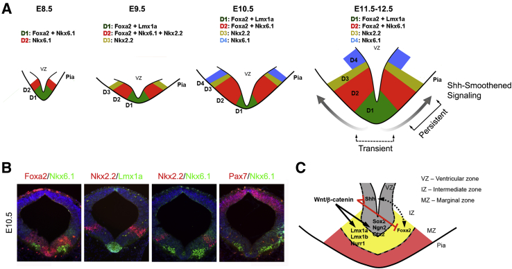 Figure 2