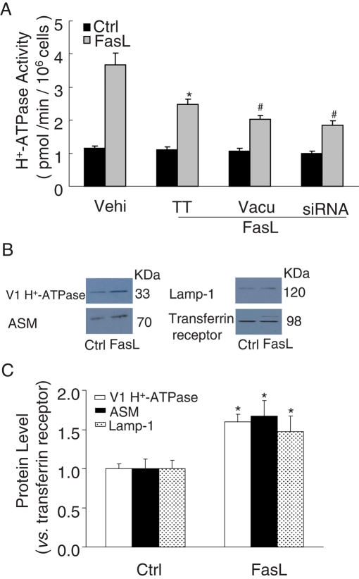 FIGURE 10: