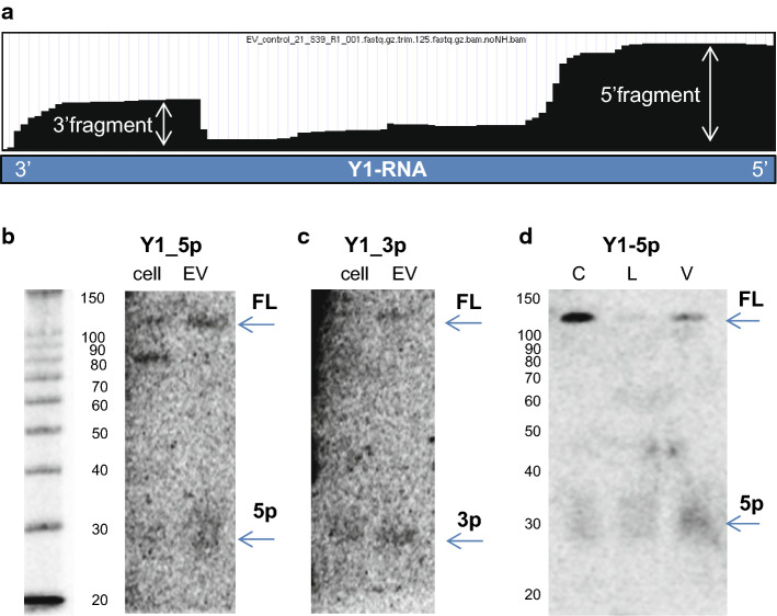 Fig. 6