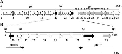 FIG. 1.