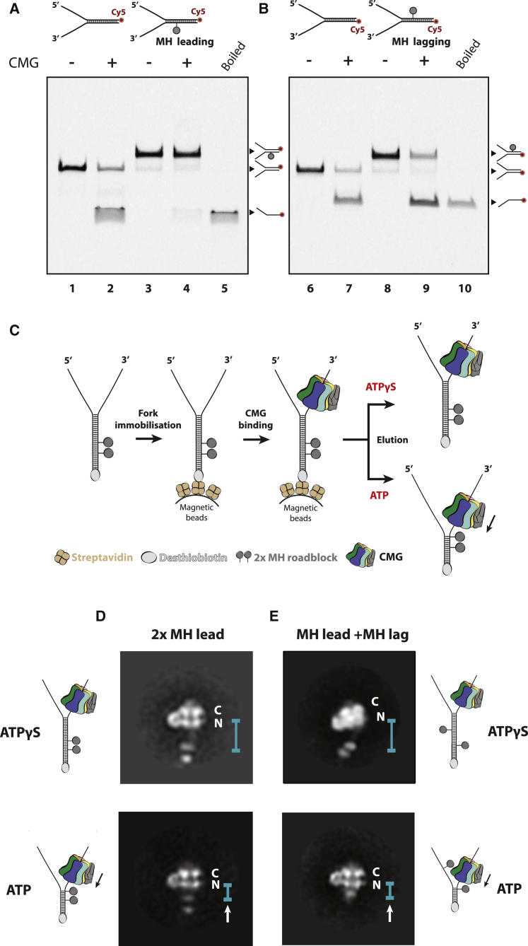 Figure 1