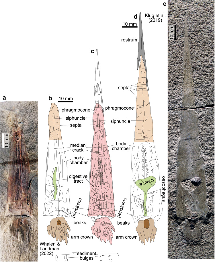 Revisiting the identification of Syllipsimopodi bideni and timing of ...