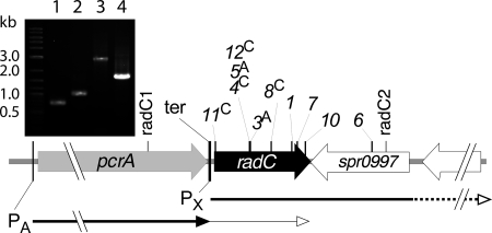 FIG. 1.