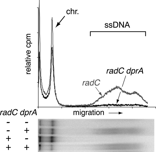 FIG. 2.