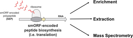 graphic file with name nihms797429f7.jpg