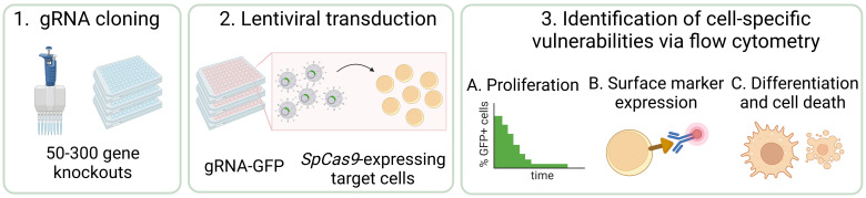 graphic file with name BioProtoc-12-24-4577-ga001.jpg