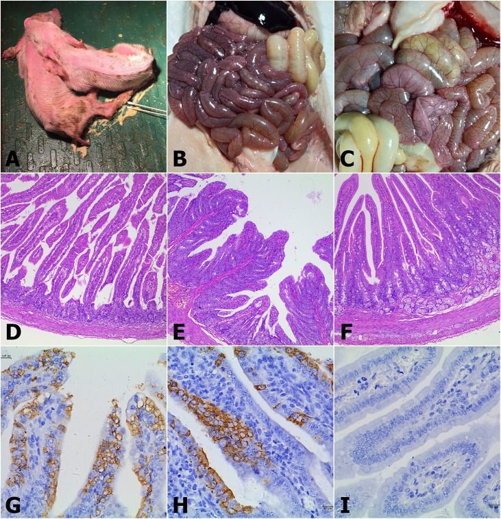 Fig. 5