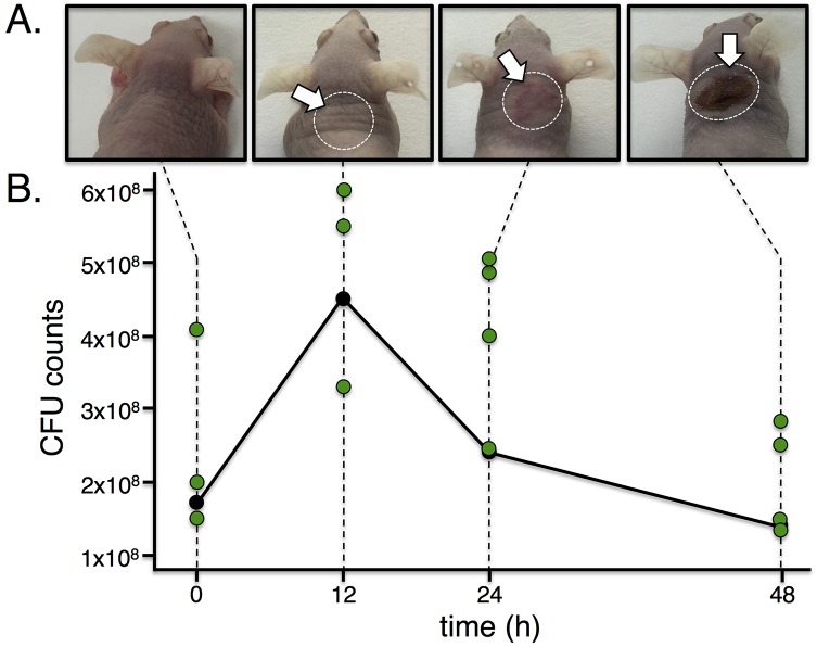 Fig 3