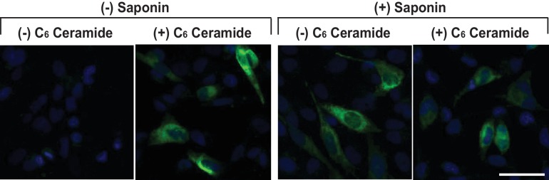 Figure 2—figure supplement 1.